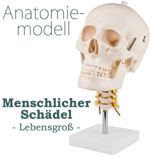 Schädel mit halswirbelsäule - mit,