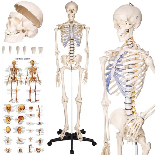 Lebensgroßes anatomie skelett - lebensgroßes, anatomie-skelett