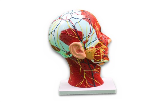 Vevor anatomie halbkopf mit - halbkopf,