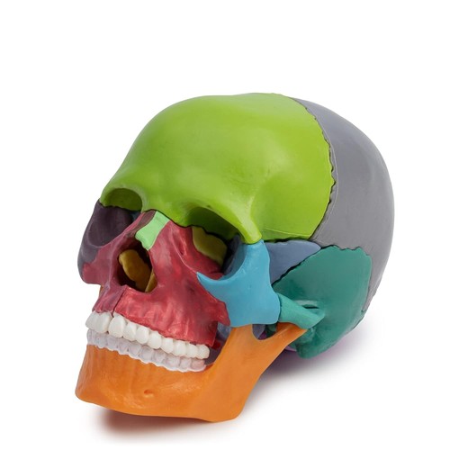 Osteopathie anatomie schädel - osteopathie,