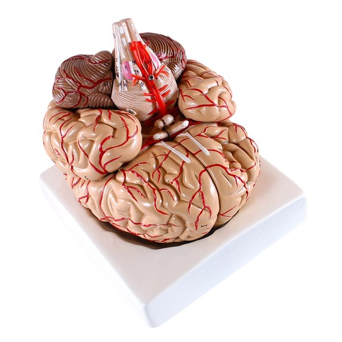 Gehirn anatomie modell - gehirn,