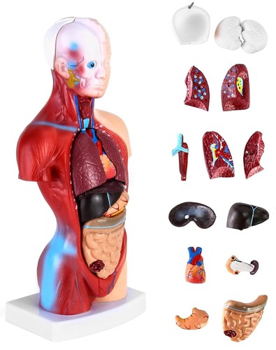Anatomiemodell torso teile - anatomiemodell, 15