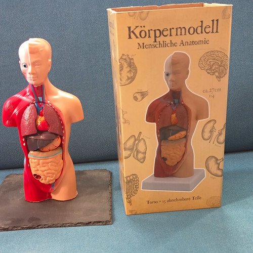 Körpermodell menschliche