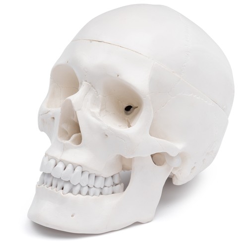 Schädel anatomie modell - schädel,