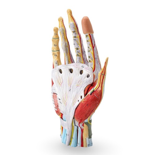 Hand anatomie modell - hand,