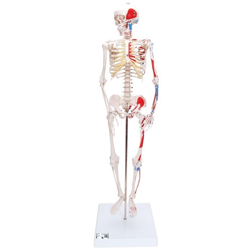 Scientific mini skelett - 3b,