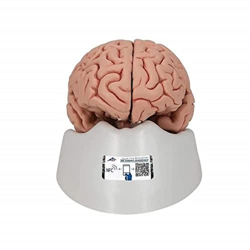 Scientific anatomisches - scientific,