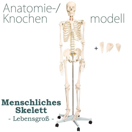 Anatomie modell skelett - modell,