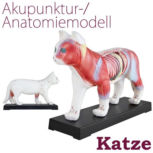 Akupunktur anatomie figur tcm - akupunktur,