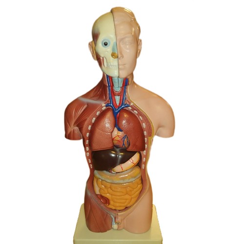 Männlicher torso teile - torso,