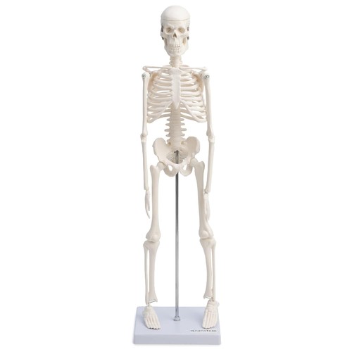 Mini skelett anatomie modell - skelett,