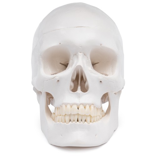 Schädel anatomie modell - anatomie,