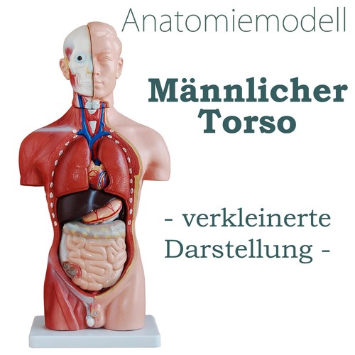 Anatomie modell torso mann - anatomie,