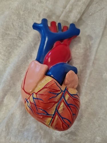 Anatomie modell herz - anatomie,