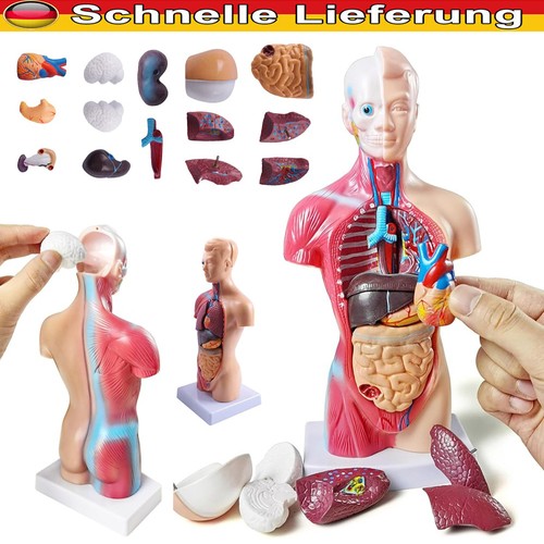 Medizinisches anatomie - medizinisches,
