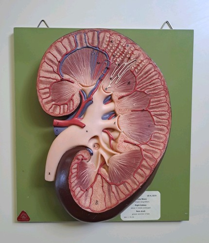 Somso anatomie modell niere - somso,