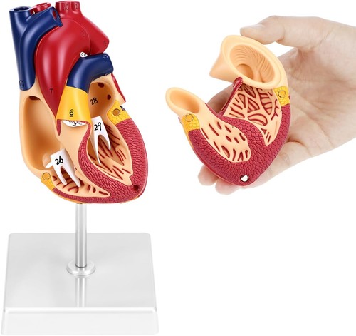 Anatomie modell herz - modell,