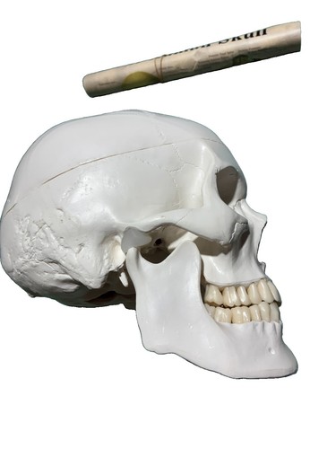 Anatomisches schädel modell - anatomisches,