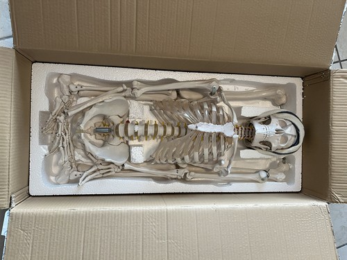 Jago anatomie skelett modell - anatomie,