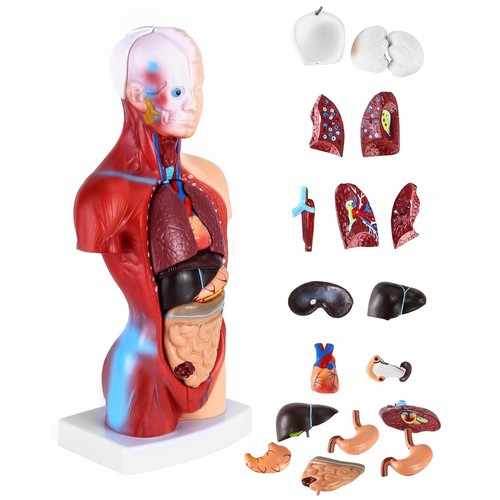 Anatomie modell teile - modell,