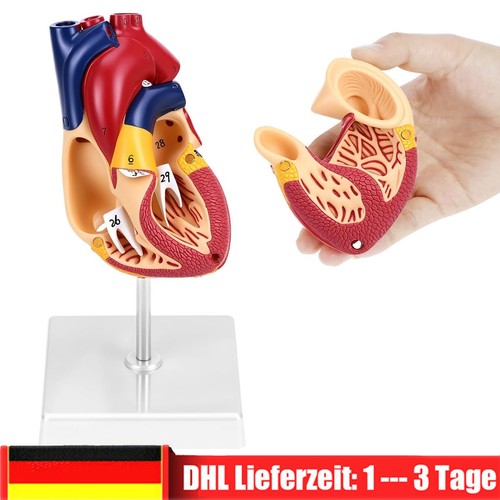 Anatomie modell herz - anatomie,