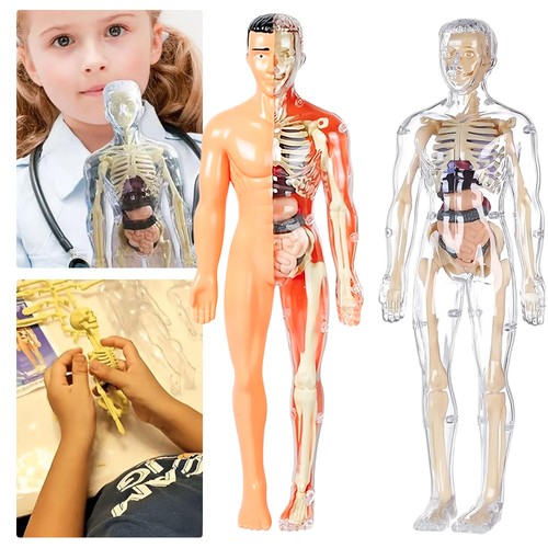 Menschlicher körper torso - menschlicher, 3d
