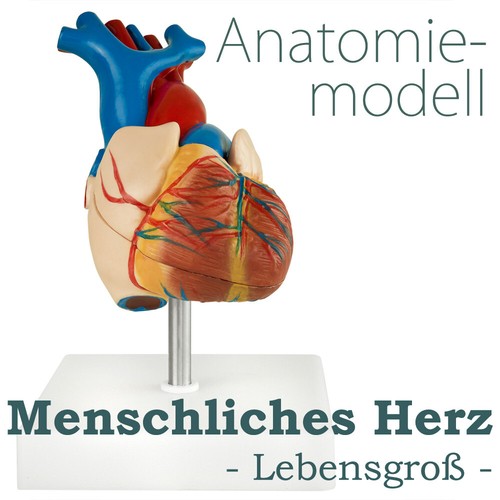 Anatomie modell herz des - anatomie,