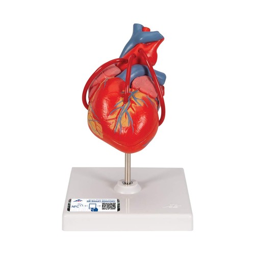 Scientific herzmodell - scientific,