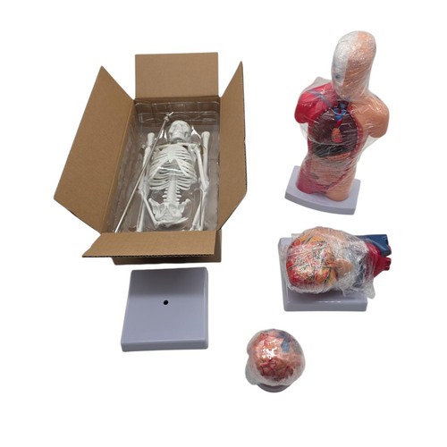 Vevor anatomie modellset - vevor,