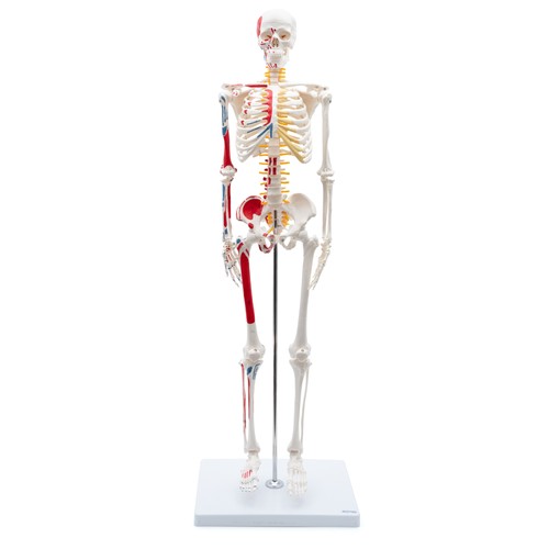 Mini skelett anatomie - anatomie, modell