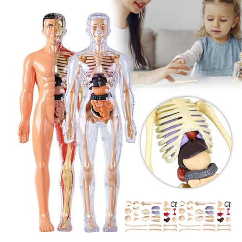 2tlg anatomie körpermodell - 2tlg,