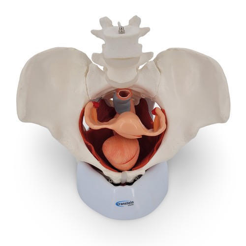 Weibliches becken anatomie - weibliches,
