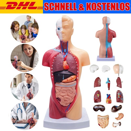 Anatomie modell torso - modell, mann