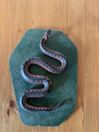 Kreuzotter vipera berus - vipera,