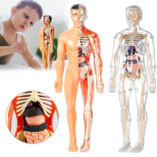 3D-Modell des menschlichen