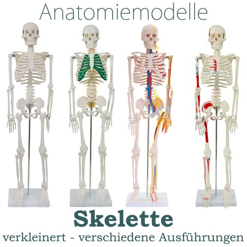Menschliches skelett anatomie - skelett,