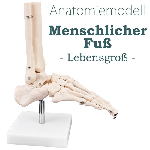 Menschlicher fuß fus anatomie - menschlicher,