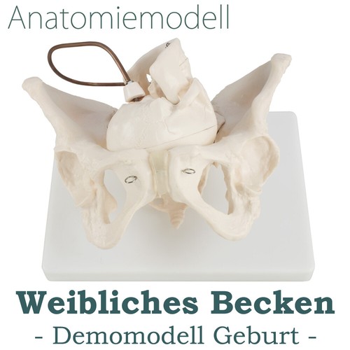 Anatomie modell weiblich - anatomie,
