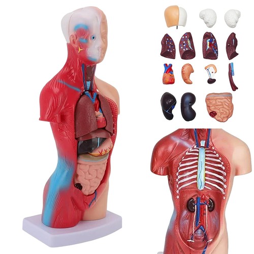 Torso menschlicher körper - torso,